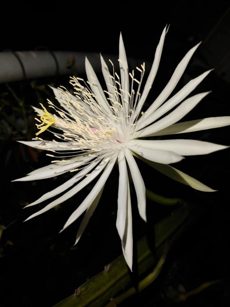 百合花